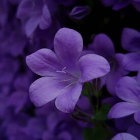 Ultra Violet: The Colour of 2018