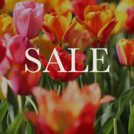 Summer Sale | Up to 70% Off