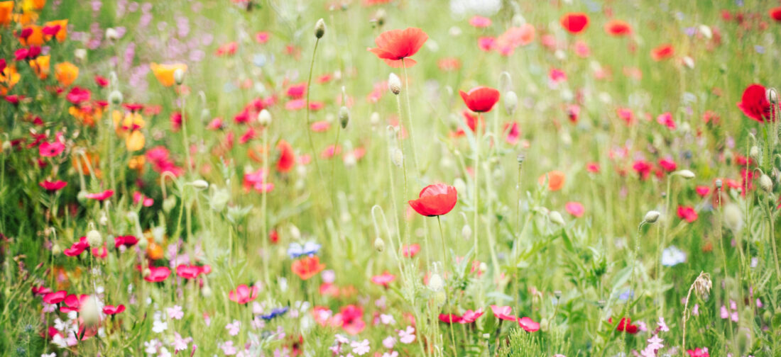 From Garden to Wardrobe: How to Style Summertime Florals